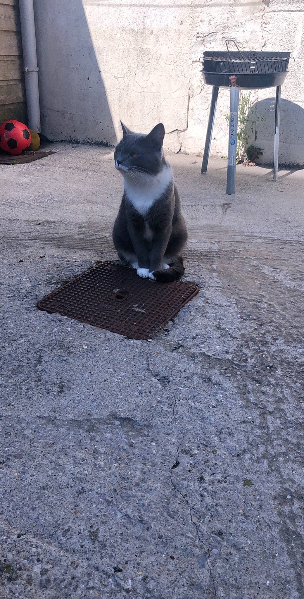 Tigrou a rejoint le concours — aidez-le/la à gagner de superbes lots ! asphalt, black_cat, carnivore, cat, chartreux, domestic_short_haired_cat, european_shorthair, fawn, felidae, kitten, korat, polydactyl_cat, road_surface, russian_blue, small_to_medium_sized_cats, snout, tail, whiskers