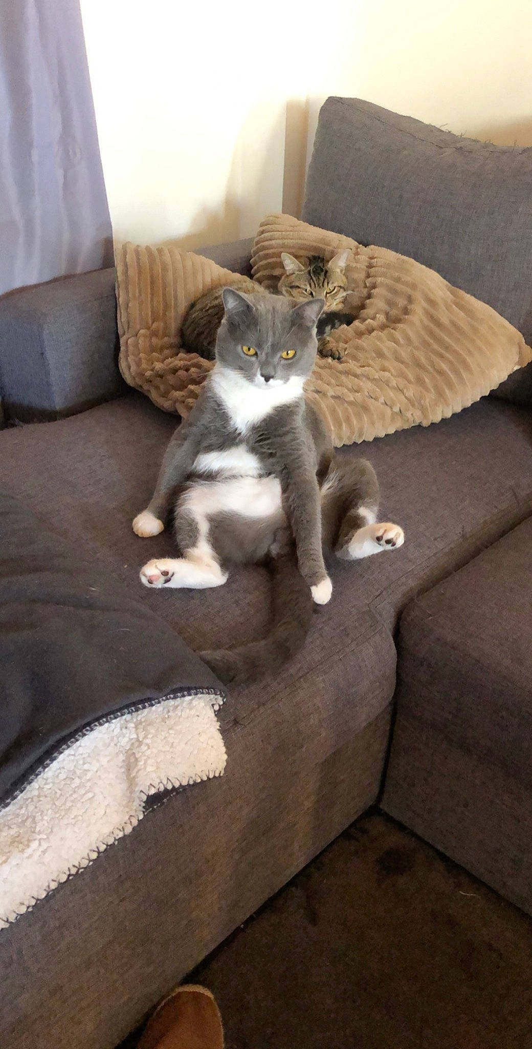 Tigrou participe au concours pour gagner de l'argent avec cette photo : carnivore, cat, domestic_short_haired_cat, fawn, felidae, kitten, mammal, small_to_medium_sized_cats, tail, whiskers