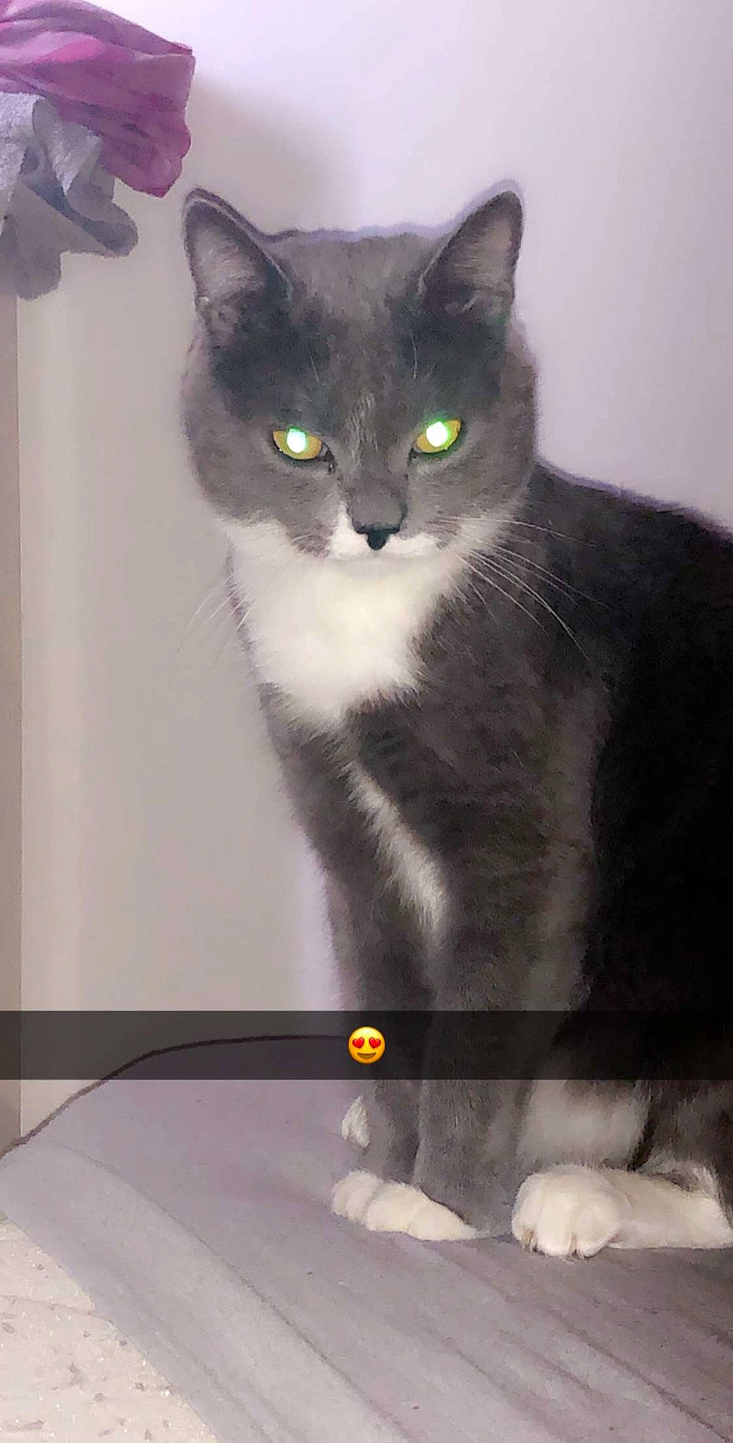 Tigrou a rejoint le concours — aidez-le/la à gagner de superbes lots ! american_wirehair, asian, black_cat, carnivore, cat, chartreux, domestic_short_haired_cat, european_shorthair, eye, felidae, kitten, korat, mammal, nebelung, polydactyl_cat, russian_blue, small_to_medium_sized_cats, snout, tail, whiskers