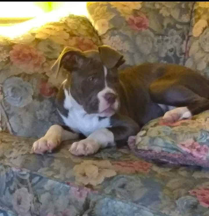 Sara is registered to the contest to win money with this photo: boxer, canidae, carnivore, comfort, companion_dog, couch, dog, dog_breed, dog_supply, fawn, flooring, hardwood, linens, liver, painting, picture_frame, room, sporting_group, wood, working_animal