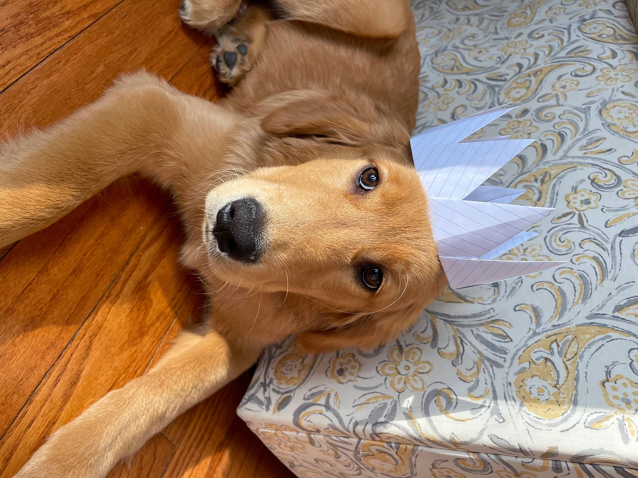 Linda joined the competition — help win amazing prizes! beige, brown, carnivore, dog, dog_breed, dog_supply, fawn, flooring, fur, hardwood, liver, mammal, pet_supply, snout, sporting_group, tan, wood, wood_flooring, wood_stain, working_animal