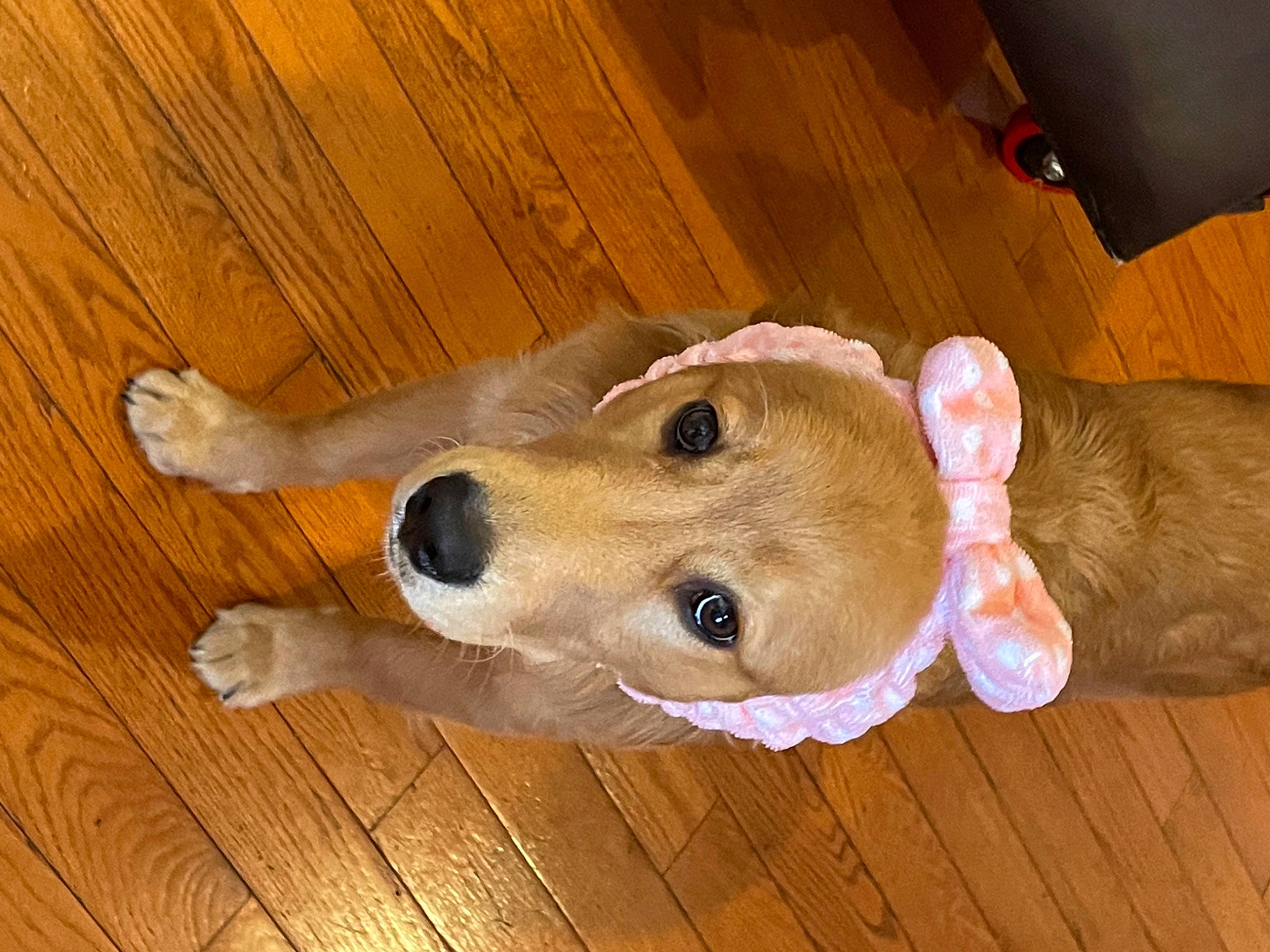 Linda is registered to the contest to win money with this photo: canidae, carnivore, companion_dog, dog, dog_breed, dog_supply, fawn, floor, flooring, hardwood, laminate_flooring, mammal, plywood, snout, sporting_group, varnish, wood, wood_flooring, wood_stain, working_animal