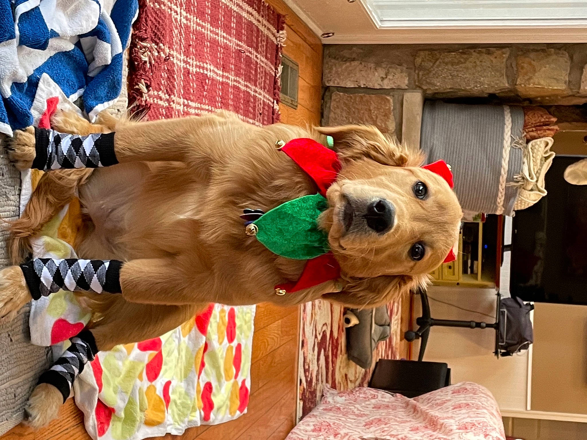 Linda joined the competition — help win amazing prizes! canidae, companion_dog, dog, dog_breed, dog_clothes, dog_supply, fur, home, home_accessories, interior_design, lamp, linens, living_room, pet_supply, room, sporting_group, stuffed_toy, textile, toy