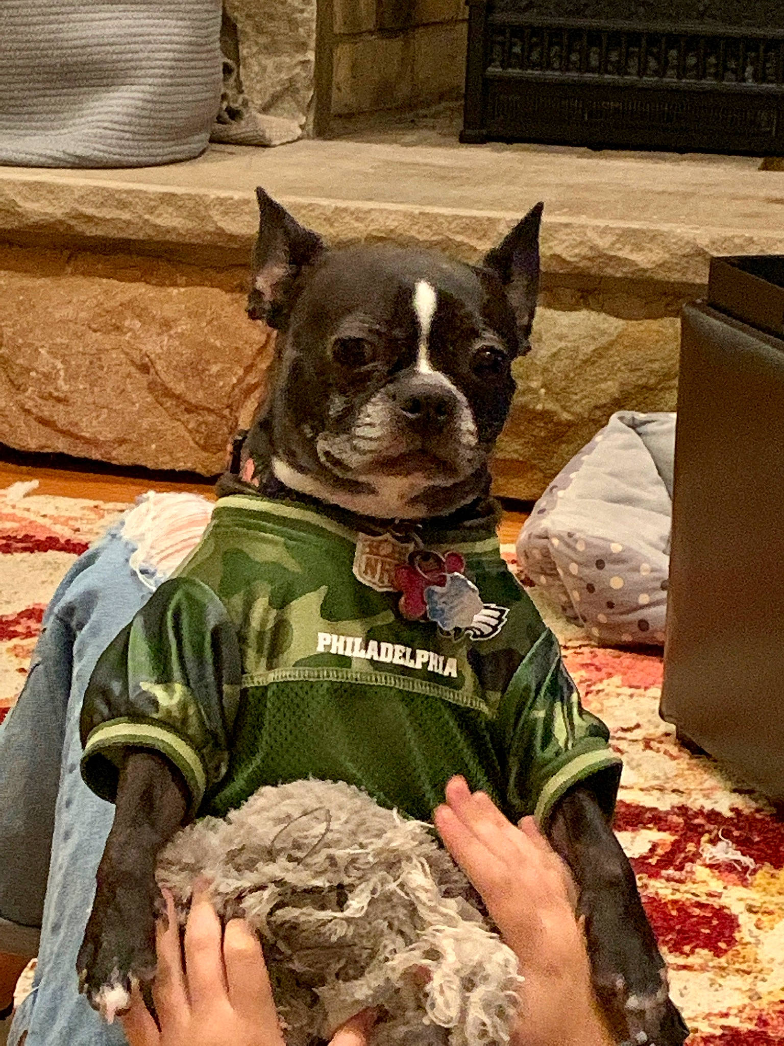 Kevyn joined the competition — help win amazing prizes! canidae, carnivore, collar, costume_accessory, dog, dog_breed, dog_clothes, dog_collar, dog_supply, home_accessories, non_sporting_group, pet_supply, pillow, snout, sporting_group, throw_pillow, vertebrate, whiskers, working_animal, working_dog