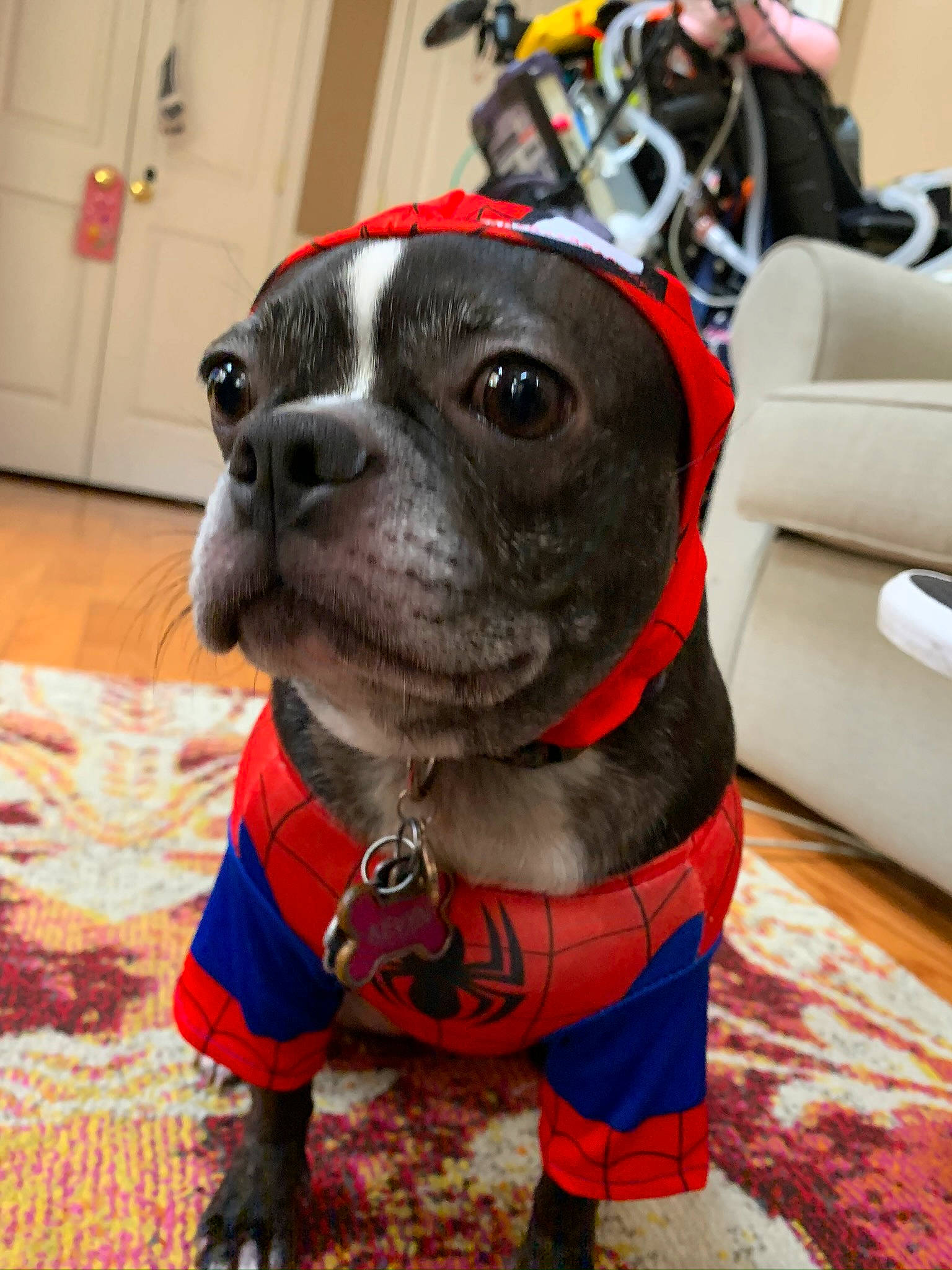 Kevyn joined the competition — help win amazing prizes! canidae, carnivore, collar, companion_dog, couch, dog, dog_breed, dog_clothes, dog_collar, dog_supply, door, floor, flooring, fur, leash, living_room, pet_supply, pug, snout, working_animal