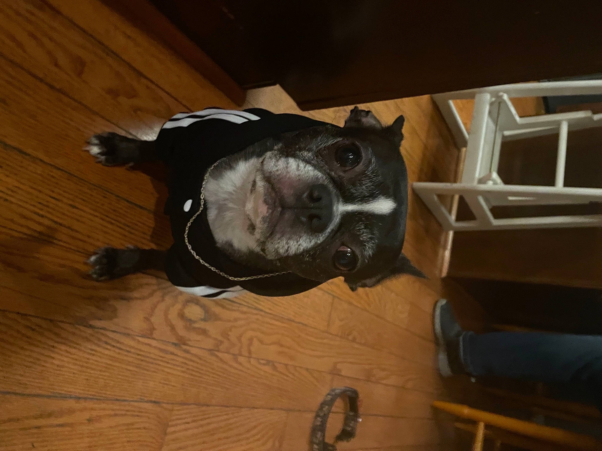 Kevyn is registered to the contest to win money with this photo: canidae, carnivore, collar, companion_dog, dog, dog_breed, fawn, flooring, hardwood, laminate_flooring, non_sporting_group, plywood, snout, sporting_group, tongue, varnish, wood, wood_flooring, wood_stain, working_animal