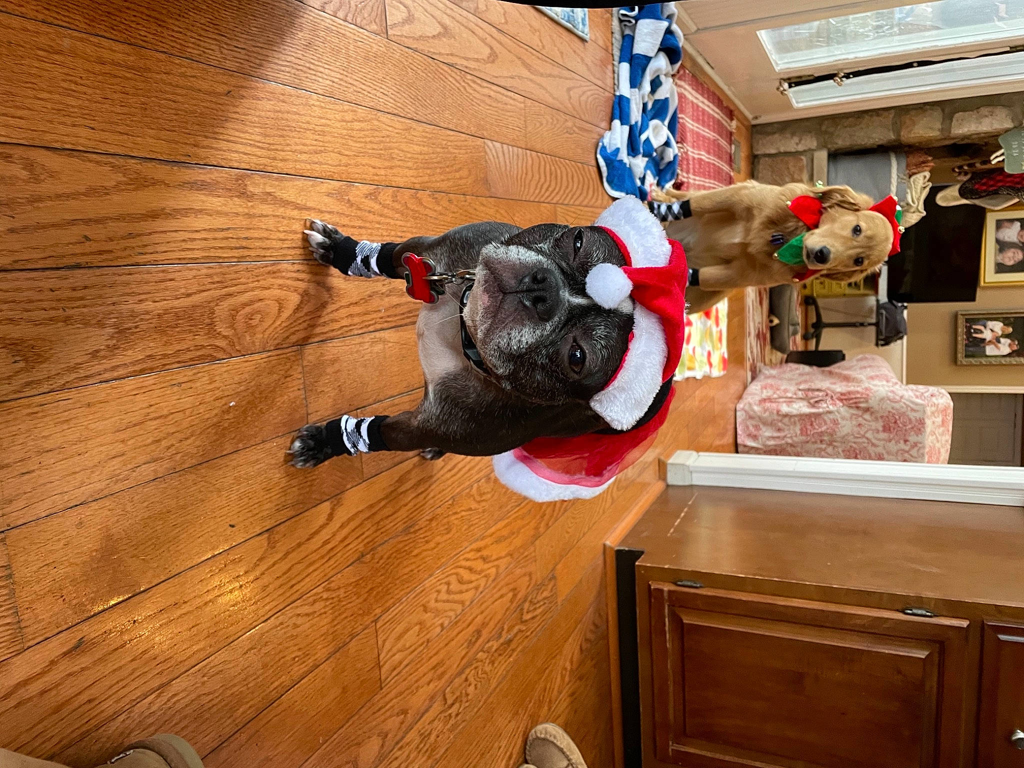 Kevyn is registered to the contest to win money with this photo: cabinetry, canidae, carnivore, companion_dog, dog, dog_breed, flag, floor, flooring, hardwood, interior_design, laminate_flooring, plywood, sporting_group, stuffed_toy, toy, varnish, wood, wood_flooring, wood_stain