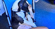 Gunner joined the competition — help win amazing prizes! dog, sleeping, blue_chair, black_and_white, pet, folding_chair, indoor, resting, paw, canine, fur, relaxation, seat, human_leg, floor, plastic_bag, metal_frame, quiet, nap, companion