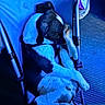 Gunner is registered to the contest to win money with this photo: dog, sleeping, blue, chair, pet, animal, resting, paw, fur, indoor, cozy, canine, relaxed, cute, quiet, napping, comfort, legs, black_and_white, folded