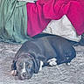 dog, sleeping, black_and_white, floor, blanket, red_blanket, green_blanket, gray_cloth, indoor, resting, pet, cozy, fur, collar, relaxation, animal, domestic_animal, quiet, calm, home