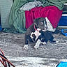 puppy, dog, black_and_white, collar, indoor, rug, blanket, green_blanket, red_blanket, floor, curious, pet, young_dog, cozy, home, furniture, toy, animal, domestic, sitting