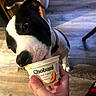 Pete joined the competition — help win amazing prizes! dog, black_and_white, yogurt, chobani, peach, hand, floor, wooden_floor, indoor, pet, animal, licking, container, food, curious, collar, furniture, person, footwear, yogurt_cup