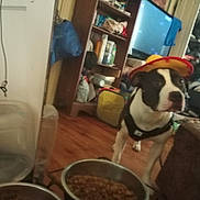Pete is registered to the contest to win money with this photo: dog, sombrero, hat, food_bowl, indoor, floor, wood_floor, shelf, clutter, television, furniture, bag, couch, pet, black_and_white, canine, domestic_animal, living_room, accessory, household
