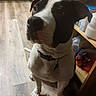 Pete joined the competition — help win amazing prizes! dog, black_and_white, pet, indoors, wooden_floor, collar, sitting, shelving, household_items, flooring, kitchen, canine, companion, domestic, animal, curious, portrait, side_light, shadow, cute