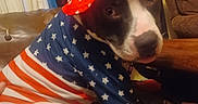 Pete is registered to the contest to win money with this photo: dog, pet, costume, hat, stars, stripes, american_flag, couch, leather, indoor, brown, white, black, animal, portrait, sitting, cute, clothing, relaxed, home