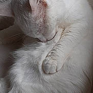 Pouding participe au concours pour gagner de l'argent avec cette photo : cat, white_cat, fluffy, sleeping, grooming, pet, animal, fur, resting, cozy, indoor, close_up, texture, quiet, peaceful, cute, domestic_cat, whiskers, paw, relaxed