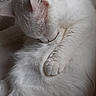 cat, white_cat, fluffy, sleeping, grooming, pet, animal, fur, resting, cozy, indoor, close_up, texture, quiet, peaceful, cute, domestic_cat, whiskers, paw, relaxed