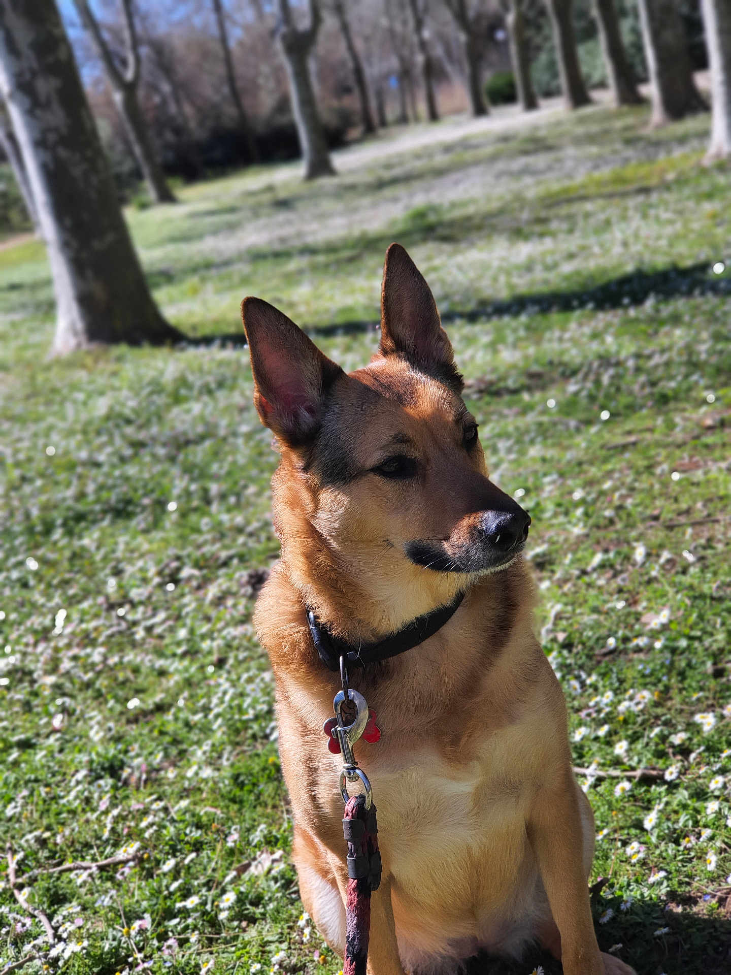 Laska participe au concours pour gagner de l'argent avec cette photo : dog, german_shepherd, outdoor, park, grass, tree, canine, pet, animal, collar, leash, sunlight, nature, ears, mammal, sitting, fur, alert, daytime, portrait