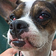 Louie is registered to the contest to win money with this photo: animal, black, brown, canine, close_up, cute, dog, ears, expression, face, fur, mouth, nose, pet, pink, portrait, teeth, tired_eyes, whiskers, white
