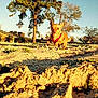 dog, chihuahua, running, sand, outdoor, tree, sunlight, shadow, nature, sky, house, daytime, pet, animal, playful, small_dog, landscape, grass, sunny, background