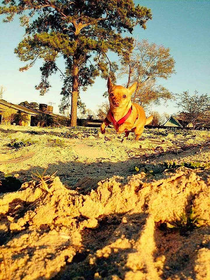 Hippie is registered to the contest to win money with this photo: dog, chihuahua, running, sand, outdoor, tree, sunlight, shadow, nature, sky, house, daytime, pet, animal, playful, small_dog, landscape, grass, sunny, background