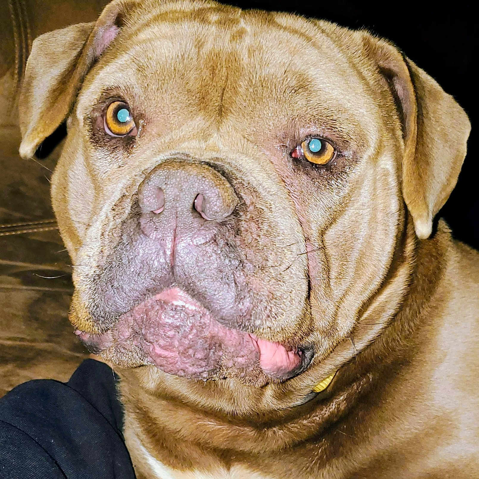 Puppy joined the competition — help win amazing prizes! animal, brown_dog, canine, close_up, companion, couch, dog, domestic_animal, ears, eyes, face, fur, household_pet, indoor, looking_at_camera, mammal, pet, portrait, sitting, snout