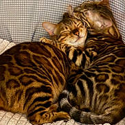 Ayden a rejoint le concours — aidez-le/la à gagner de superbes lots ! affection, animal, bengal_cat, blanket, cat, close_up, companion, cozy, cute, feline, fur_pattern, grooming, indoor, mammal, pet, resting, snuggling, soft_light, spotted, striped