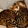 affection, animal, bengal_cat, blanket, cat, close_up, companion, cozy, cute, feline, fur_pattern, grooming, indoor, mammal, pet, resting, snuggling, soft_light, spotted, striped