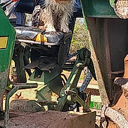 Ted is registered to the contest to win money with this photo: dog, tractor, muddy, seat, outdoor, farm, nature, green, animal, pet, rural, tree, sky, sunlight, vehicle, metal, rustic, farm_equipment, canine, grass