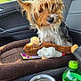Ted joined the competition — help win amazing prizes! dog, pet_bed, stuffed_toy, car_interior, seat, window, green_bottle, playful, fur, tongue_out, toy_monkey, sunlight, leather_seat, seatbelt, dashboard, cute, animal, companion, indoor, relaxed