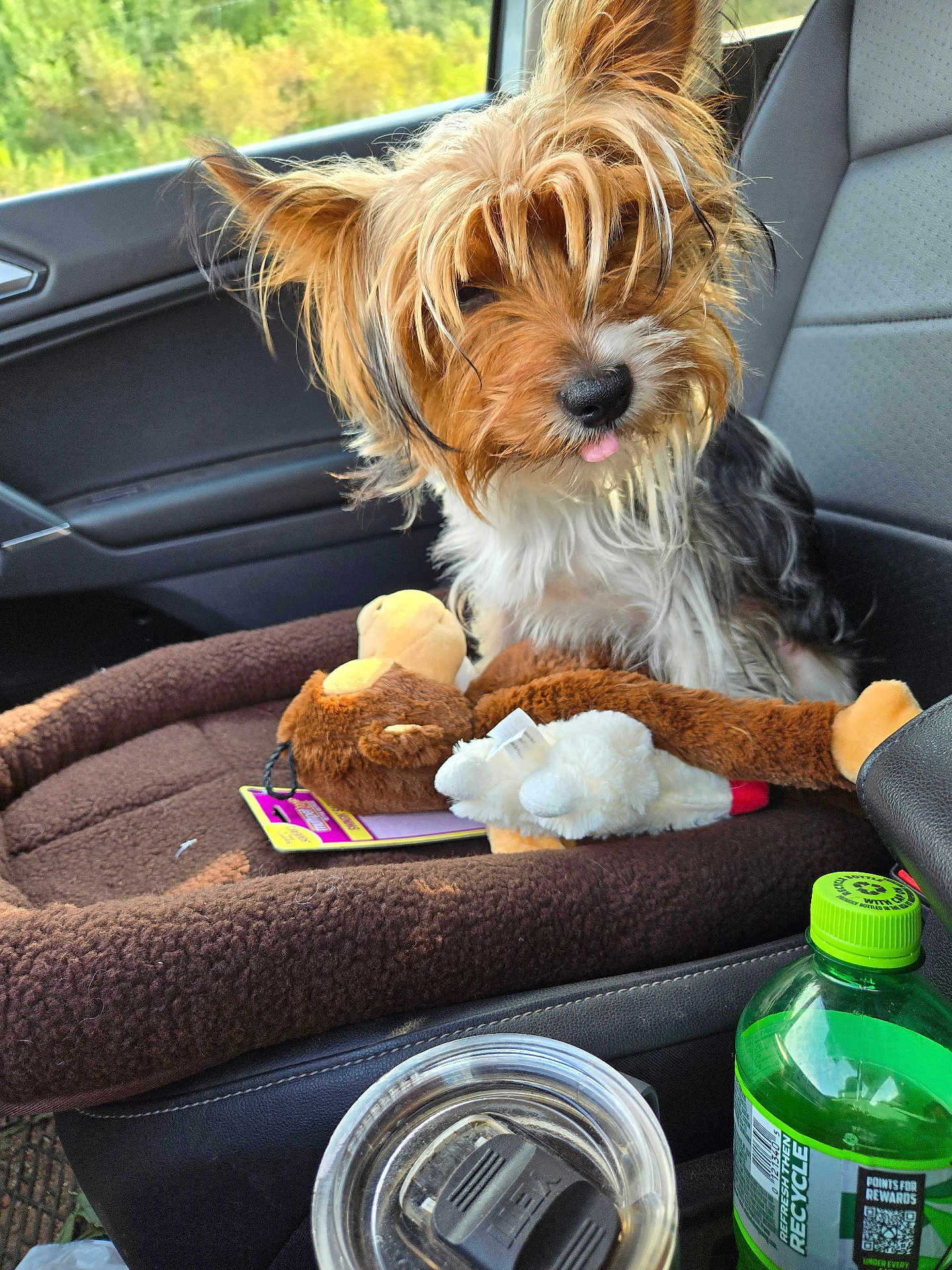 Ted joined the competition — help win amazing prizes! dog, pet_bed, stuffed_toy, car_interior, seat, window, green_bottle, playful, fur, tongue_out, toy_monkey, sunlight, leather_seat, seatbelt, dashboard, cute, animal, companion, indoor, relaxed