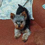 Zoe is registered to the contest to win money with this photo: animal, black, blanket, brown, companion, couch, cute, dog, ears, fluffy, fur, home, indoor, pet, puppy, resting, small_dog, texture, white, yorkshire_terrier