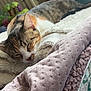 animal, blanket, cat, closeup, comfort, cozy, feline, fur, home, indoors, nap, pet, pile, relaxed, resting, sleeping, soft, tabby, texture, warm