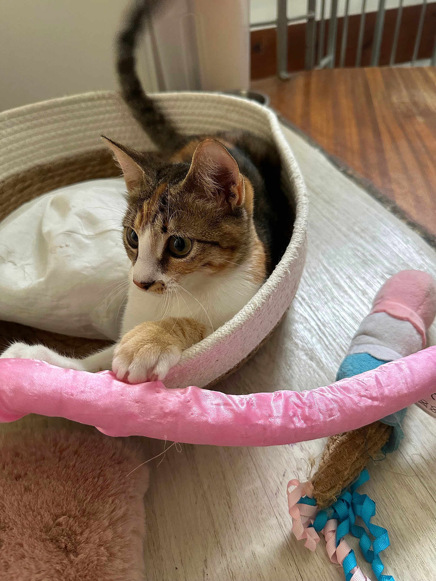Ellie a rejoint le concours — aidez-le/la à gagner de superbes lots ! cat, tabby_cat, pet, indoor, basket, toy, pink_toy, wooden_floor, curious, paw, playful, animal, feline, domestic_cat, striped, white_paw, closeup, cute, relaxed, home