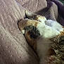 animal, blanket, calico, cat, closeup, comfortable, cozy, cute, feline, fur, indoor, mammal, nap, paw, pet, relaxation, resting, sleeping, soft, whiskers