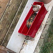 Ellie a rejoint le concours — aidez-le/la à gagner de superbes lots ! cat, calico_cat, planter_box, outdoor, wooden_planks, flower_pot, grass, curious, animal, pet, container, nature, small_space, resting, side_view, calm, striped, feline, garden, dirt