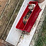 cat, calico_cat, planter_box, outdoor, wooden_planks, flower_pot, grass, curious, animal, pet, container, nature, small_space, resting, side_view, calm, striped, feline, garden, dirt