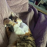 Ellie a rejoint le concours — aidez-le/la à gagner de superbes lots ! animal, blanket, cat, comfort, cozy, cute, face, feline, fur, indoor, nap, paw, pet, relaxed, resting, sleeping, soft, tabby, warm, whiskers