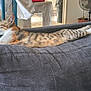 Ellie a rejoint le concours — aidez-le/la à gagner de superbes lots ! cat, indoor, relaxed, stretched_out, sunlight, furniture, fan, plant, household, cozy, pet, sleeping, tabby, fabric, comfort, resting, domestic, animal, whiskers, ear