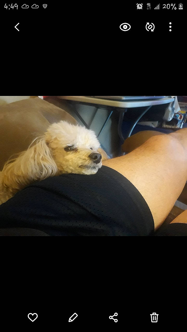 Chase joined the competition — help win amazing prizes! auto_part, automotive_design, automotive_exterior, canidae, carnivore, comfort, companion_dog, dog, dog_breed, family_car, fur, hood, human_leg, personal_luxury_car, snout, sporting_group, thigh, toy_dog, vehicle_door, windshield