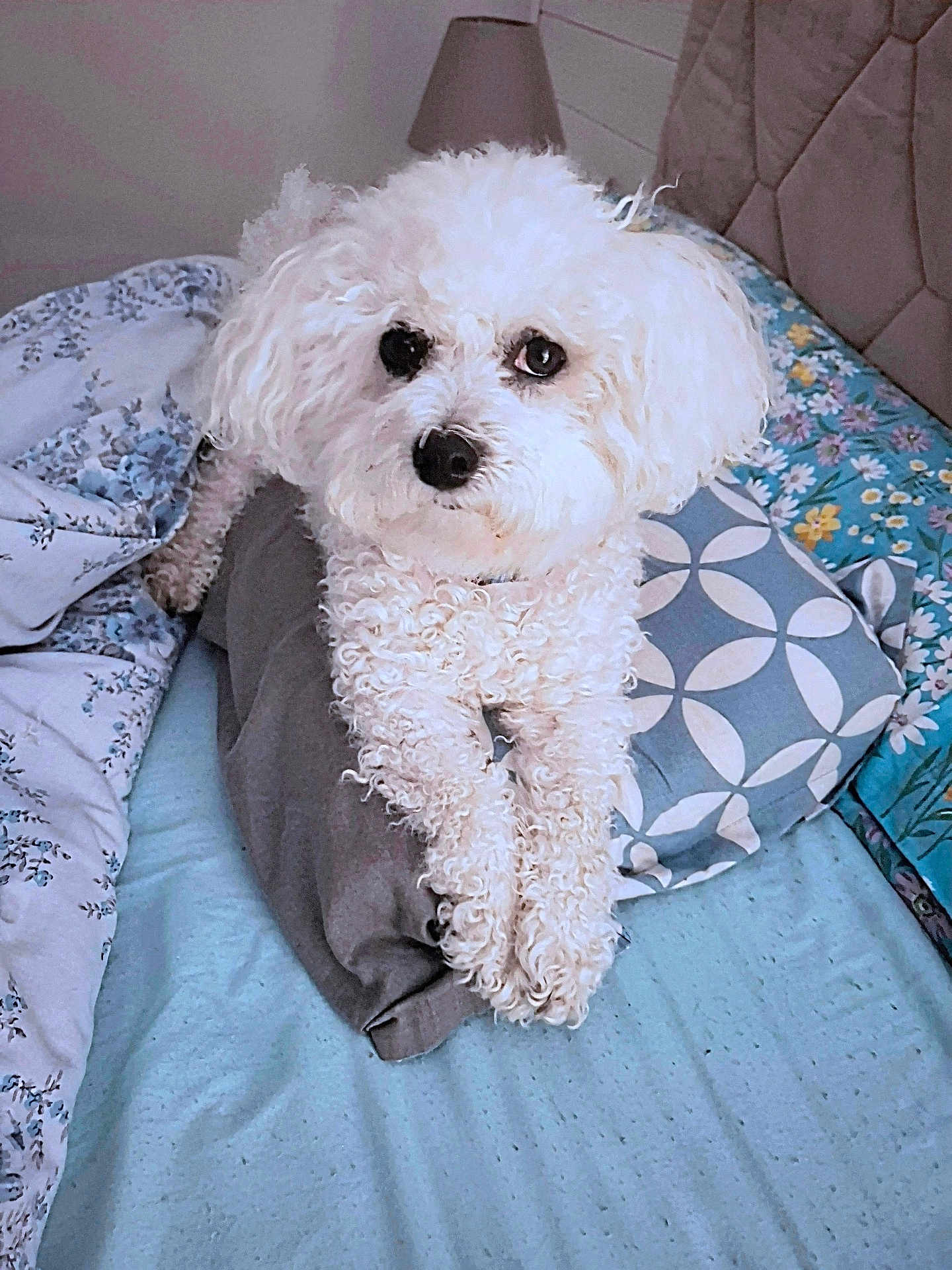 Norah a rejoint le concours — aidez-le/la à gagner de superbes lots ! animal, bed, bedroom, blue_bedding, companion, cozy, curly_fur, cute, dog, domestic, floral_pattern, fur, indoor, lying_down, pet, pillow, relaxed, resting, small_dog, white_dog