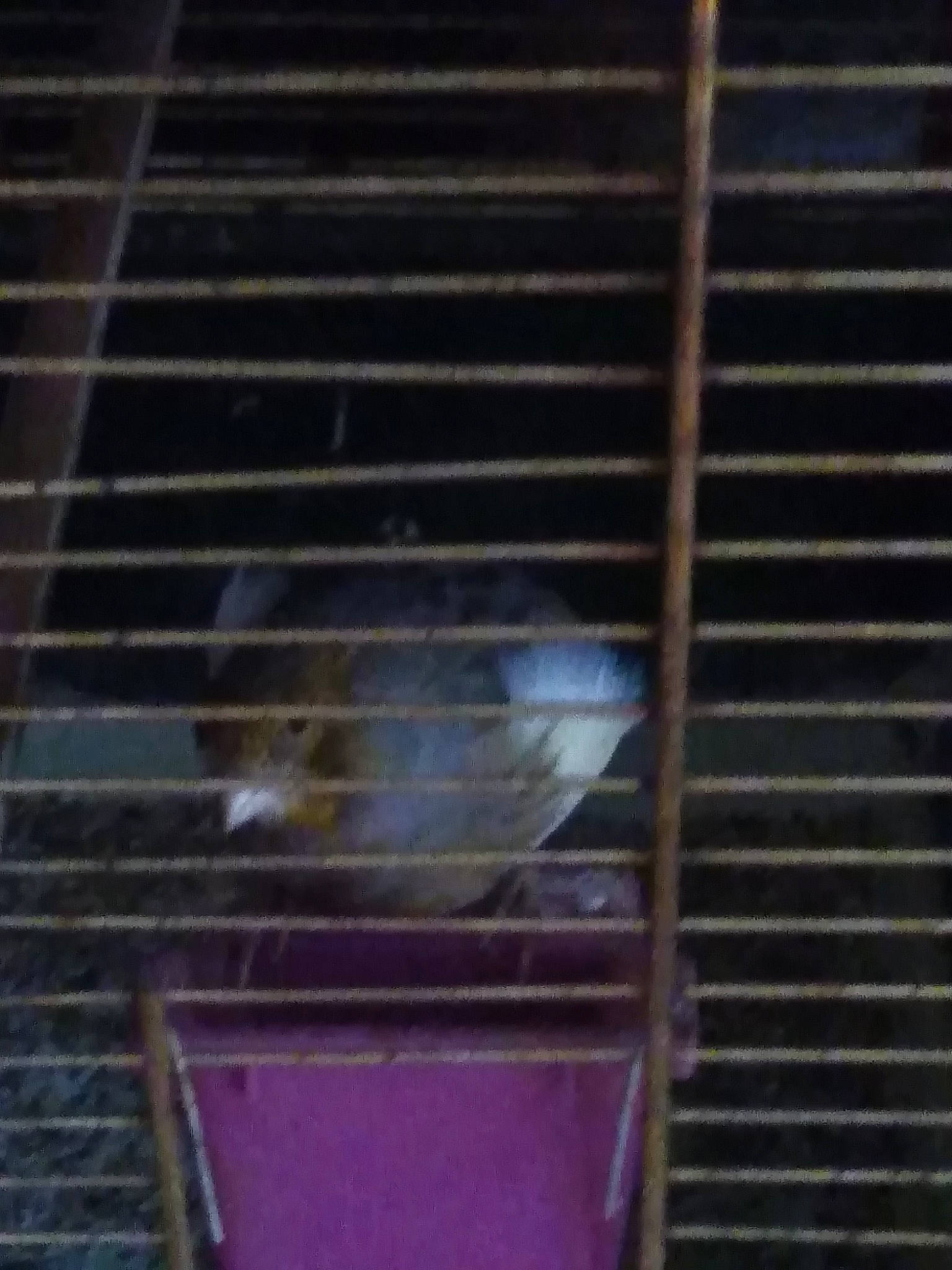 Negan participe au concours pour gagner de l'argent avec cette photo : animal_shelter, bird, budgie, cage, cockatiel, degu, lovebird, muridae, parakeet, parrot, rat