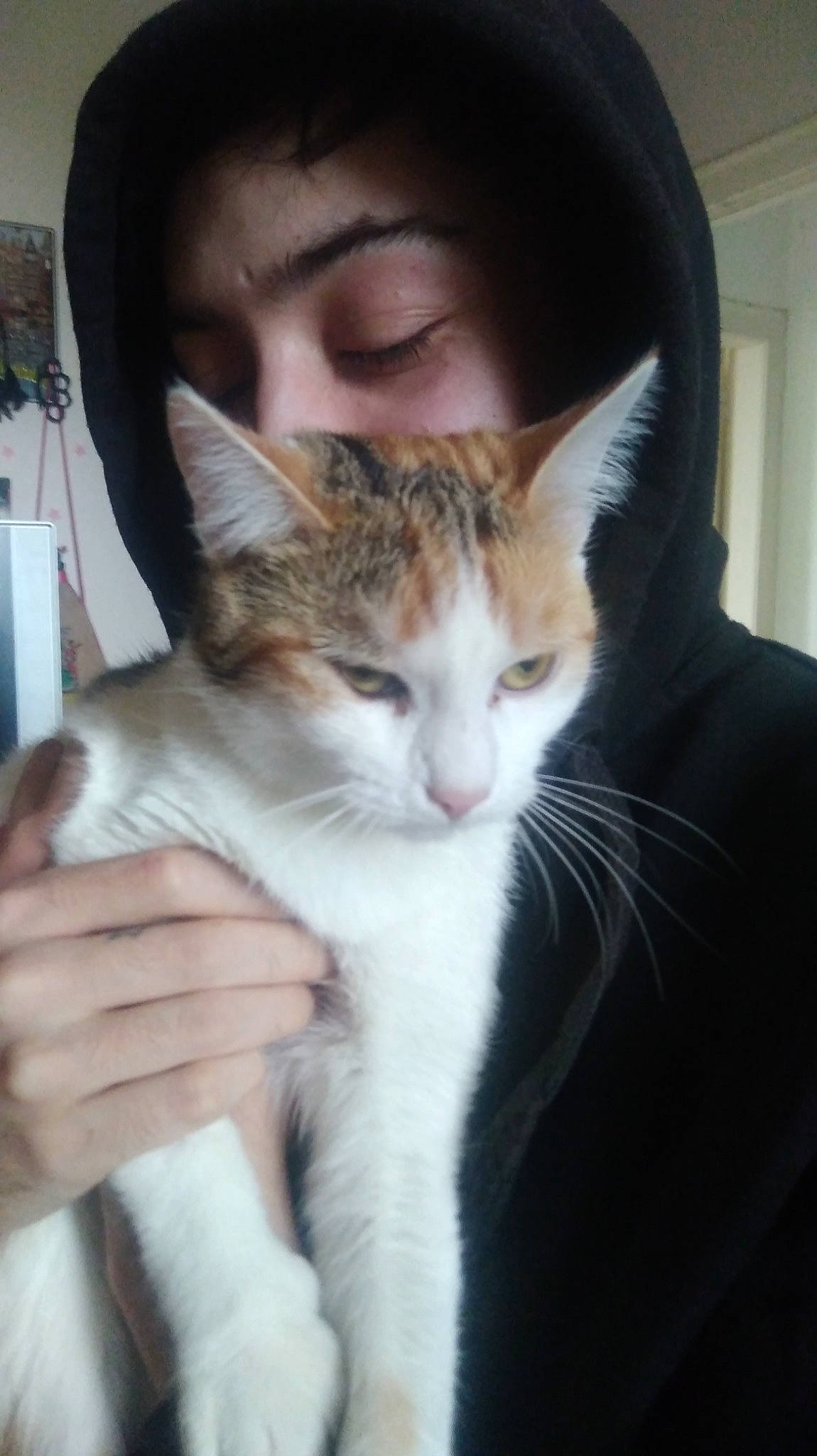 Pèpètte a rejoint le concours — aidez-le/la à gagner de superbes lots ! aegean_cat, american_wirehair, asian, carnivore, cat, domestic_short_haired_cat, ear, european_shorthair, felidae, fur, kitten, mammal, nose, polydactyl_cat, small_to_medium_sized_cats, tabby_cat, whiskers