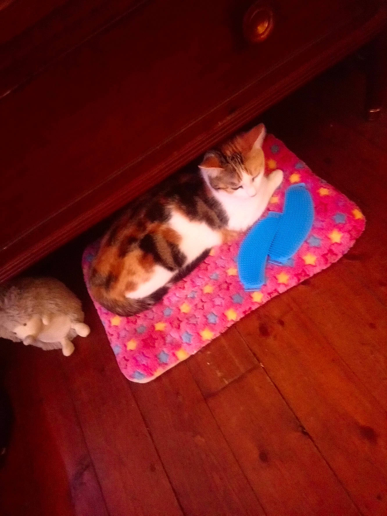 Pèpètte participe au concours pour gagner de l'argent avec cette photo : carnivore, cat, fawn, felidae, fur, kitten, small_to_medium_sized_cats, tail, wood