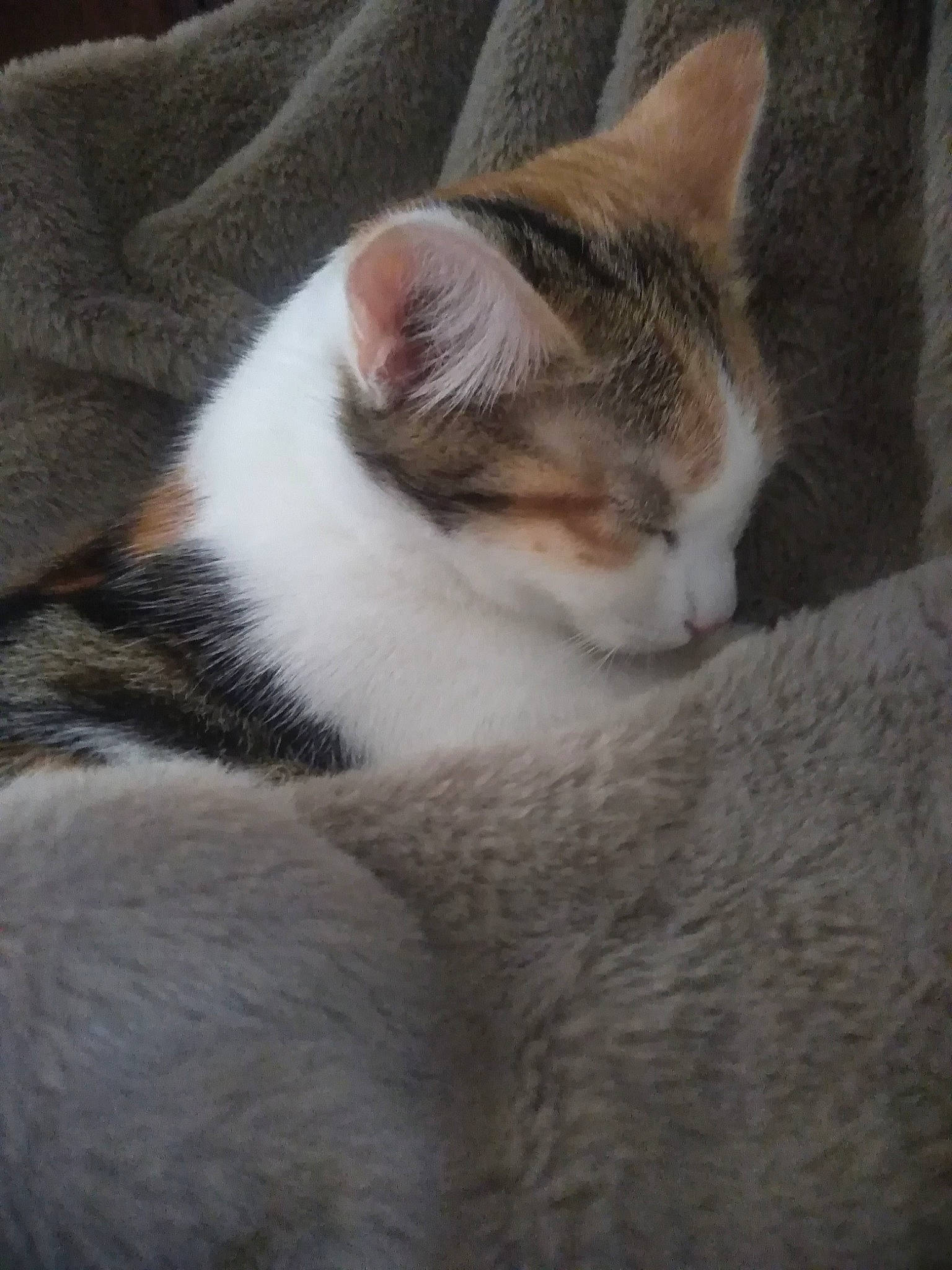 Pèpètte participe au concours pour gagner de l'argent avec cette photo : aegean_cat, american_wirehair, carnivore, cat, domestic_short_haired_cat, ear, european_shorthair, fawn, felidae, fur, kitten, mammal, nap, polydactyl_cat, small_to_medium_sized_cats, snout, tabby_cat, whiskers