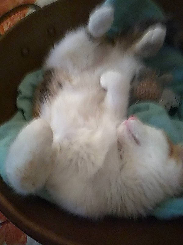 Pépètte a rejoint le concours — aidez-le/la à gagner de superbes lots ! american_curl, carnivore, cat, claw, domestic_long_haired_cat, fawn, felidae, fur, nap, paw, persian, polydactyl_cat, ragamuffin, ragdoll, small_to_medium_sized_cats, tail, turkish_angora, turkish_van, whiskers