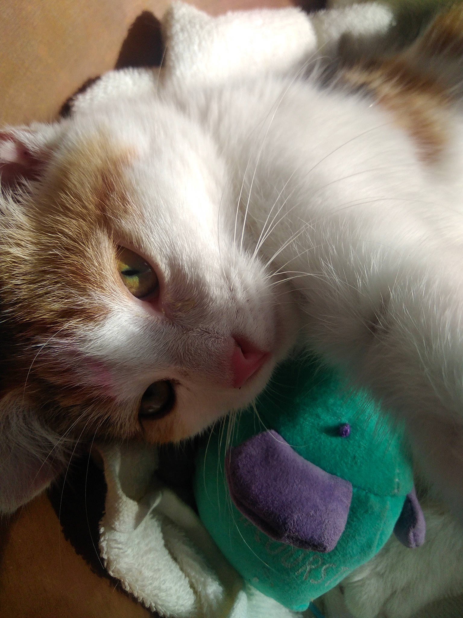 Pépètte participe au concours pour gagner de l'argent avec cette photo : carnivore, cat, claw, eye, felidae, fur, iris, kitten, nose, paw, ragdoll, small_to_medium_sized_cats, snout, turkish_van, whiskers