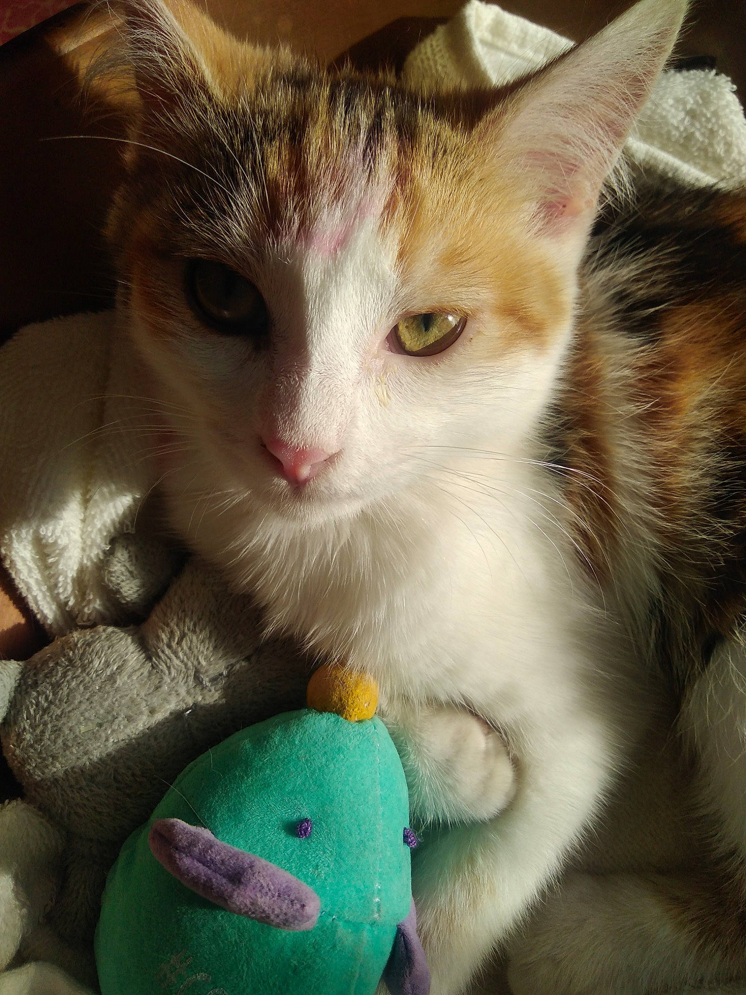 Pépètte participe au concours pour gagner de l'argent avec cette photo : aegean_cat, asian, carnivore, cat, domestic_short_haired_cat, european_shorthair, fawn, felidae, kitten, nose, small_to_medium_sized_cats, snout, turkish_van, whiskers