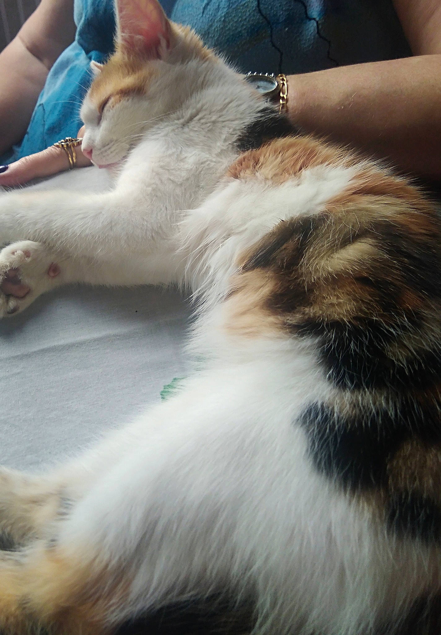 Pépètte a rejoint le concours — aidez-le/la à gagner de superbes lots ! aegean_cat, canidae, carnivore, cat, ear, fawn, felidae, fur, kitten, nap, sleep, small_to_medium_sized_cats, snout, tail, whiskers