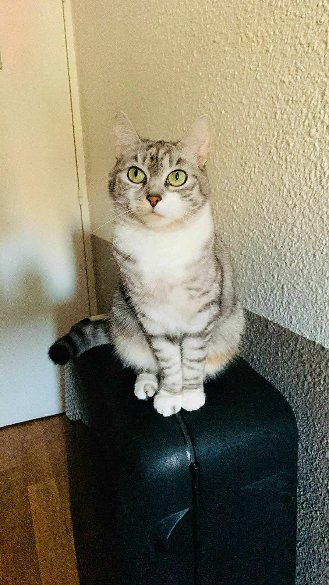 Cocco participe au concours pour gagner de l'argent avec cette photo : cat, closeup, curious, door, ears, floor, fur, furniture, green_eyes, home, indoor, paws, pet, portrait, sitting, suitcase, tabby_cat, tail, textured_wall, whiskers